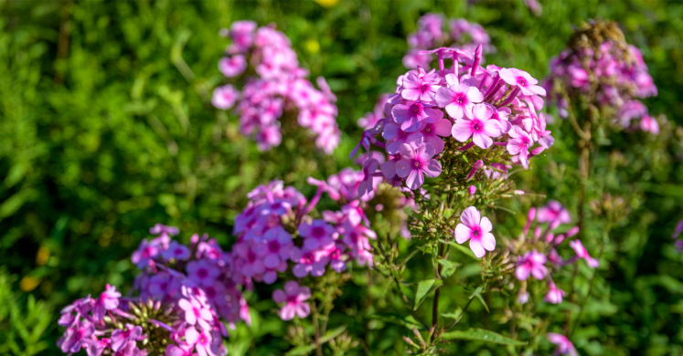This Week at Phipps: Aug. 31 – Sept. 6