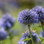 This Week at Phipps: Aug. 4 – 10