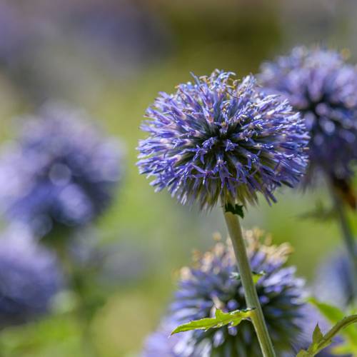 This Week at Phipps: Aug. 4 – 10