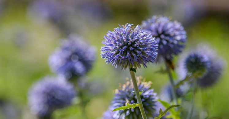 This Week at Phipps: Aug. 4 – 10 This Week at Phipps: Aug. 4 – 10