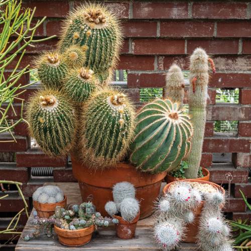 This Week at Phipps: Aug. 5  – 11