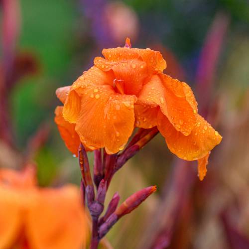 This Week at Phipps: Sept. 1 – 7