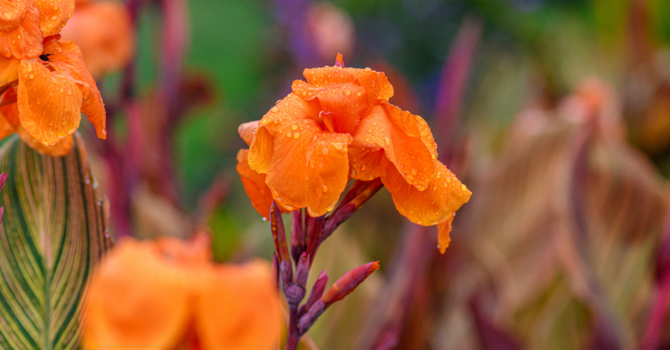 This Week at Phipps: Sept. 1 – 7 This Week at Phipps: Sept. 1 – 7