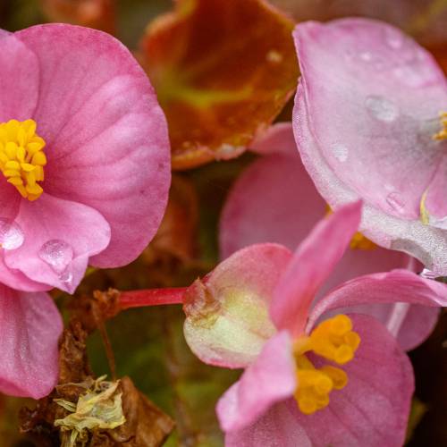 This Week at Phipps: Sept. 15 – 21