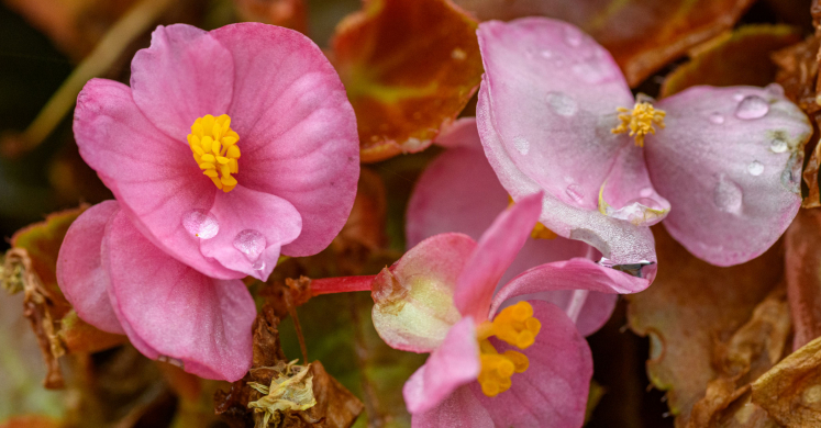 This Week at Phipps: Sept. 15 – 21