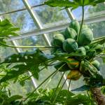 This Week at Phipps: Sept. 21 – 27
