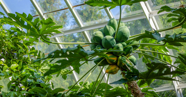 This Week at Phipps: Sept. 21 – 27