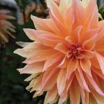 This Week at Phipps: Sept. 29 – Oct. 5