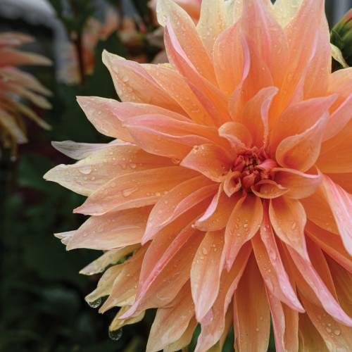 This Week at Phipps: Sept. 29 – Oct. 5