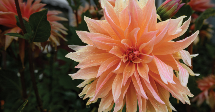 This Week at Phipps: Sept. 29 – Oct. 5