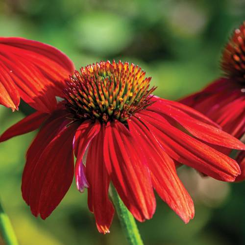 This Week at Phipps: Sept. 30 – Oct. 6