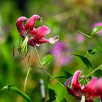 This Week at Phipps: Sept. 7 – 13