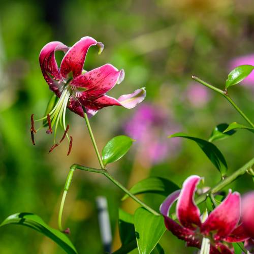 This Week at Phipps: Sept. 7 – 13