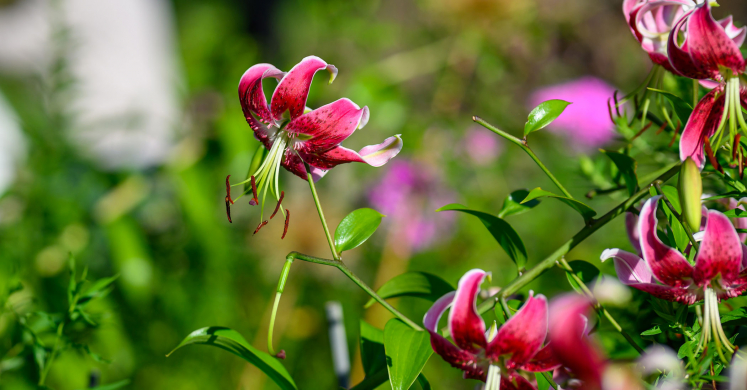 This Week at Phipps: Sept. 7 – 13