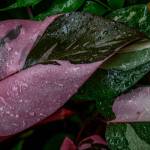 This Week at Phipps: Sept. 8 – 14