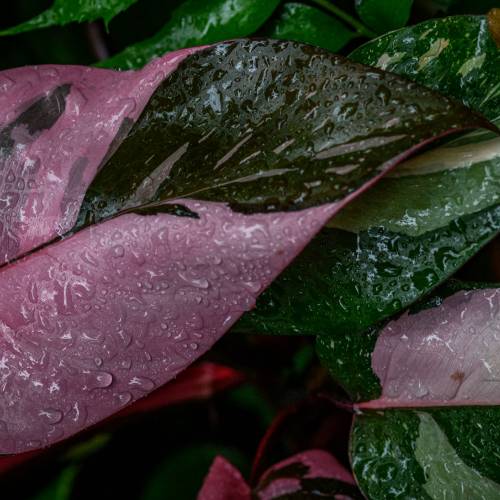 This Week at Phipps: Sept. 8 – 14