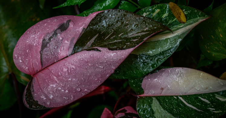 This Week at Phipps: Sept. 8 – 14 This Week at Phipps: Sept. 8 – 14