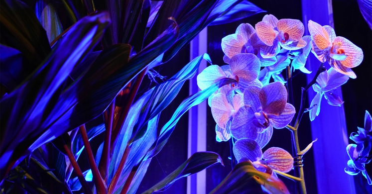 This Week at Phipps: Feb. 10 – 16 This Week at Phipps: Feb. 10 – 16