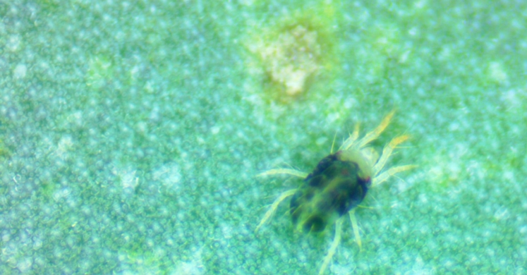 Managing Pests on your Indoor Herbs Managing Pests on your Indoor Herbs