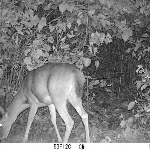 #bioPGH Blog: Bringing the Wild World into the Classroom