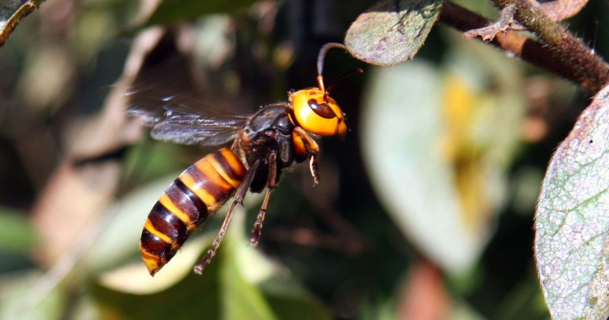 Those Murder Hornets They Re Not Here But Here S What To Do If You See 1 Lehighvalleylive Com