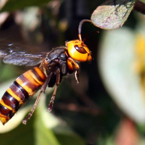 #bioPGH Special Update: Asian Giant Hornet