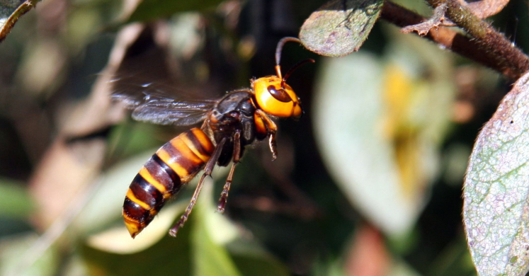 #bioPGH Special Update: Asian Giant Hornet