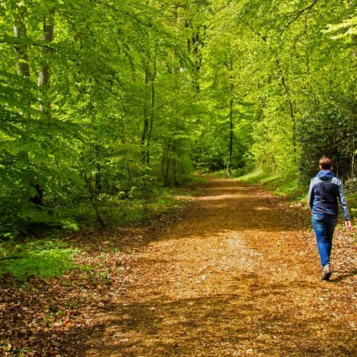 The Biophilic Mind: A Walk in the Park to Reduce Rumination