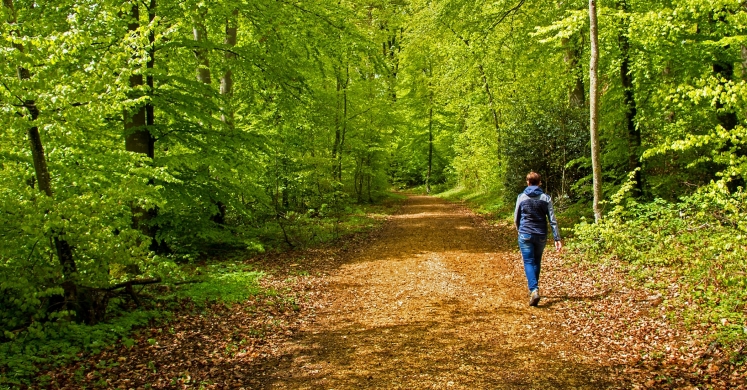 The Biophilic Mind: A Walk in the Park to Reduce Rumination