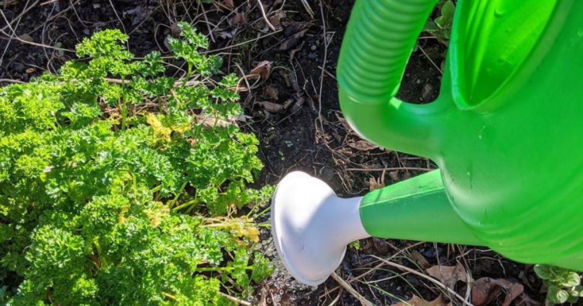 Watering Your Garden | Phipps Conservatory and Botanical Gardens