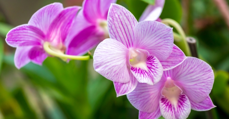 This Week at Phipps: Jan. 14 – 20 This Week at Phipps: Jan. 14 – 20