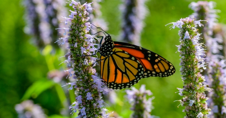 This Week at Phipps: Aug. 20 – 26 This Week at Phipps: Aug. 20 – 26