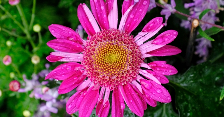 This Week at Phipps: Oct. 29 – Nov. 4 This Week at Phipps: Oct. 29 – Nov. 4