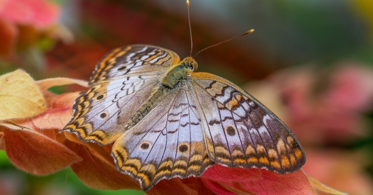 This Week at Phipps: April 22 – 28 This Week at Phipps: April 22 – 28