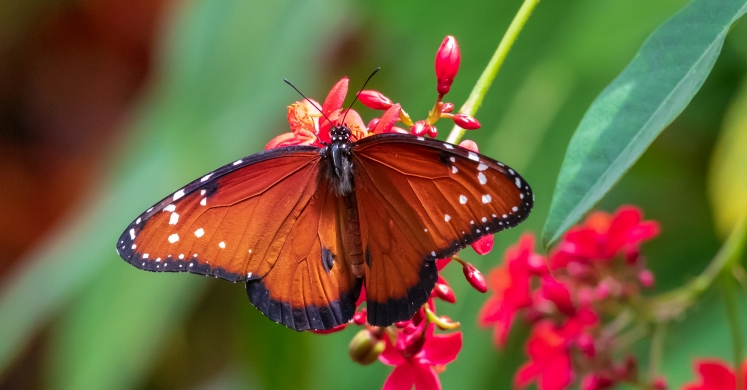 This Week at Phipps: April 29 – May 5 This Week at Phipps: April 29 – May 5