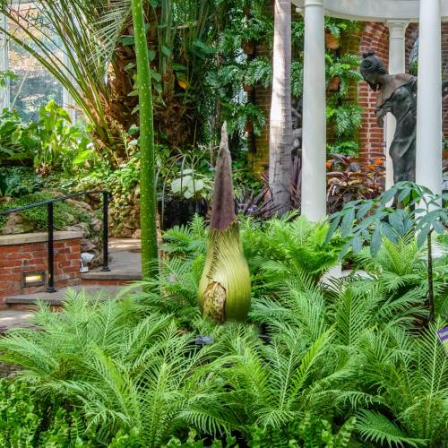 This Week at Phipps: June 6 – 12