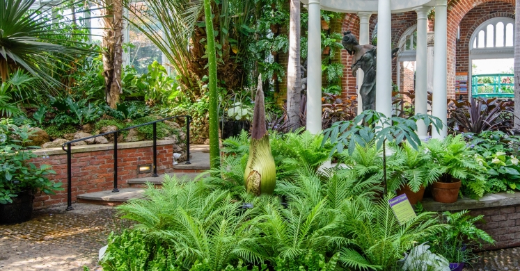 This Week at Phipps: June 6 – 12 This Week at Phipps: June 6 – 12