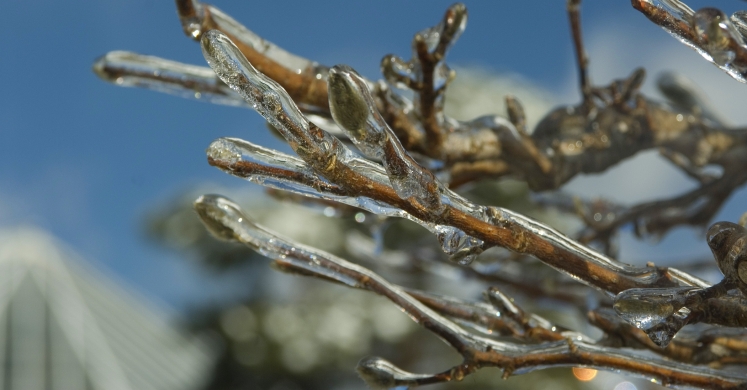 #bioPGH Blog: Winter Solstice