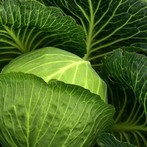 What We’re Cooking With Now: Cabbage