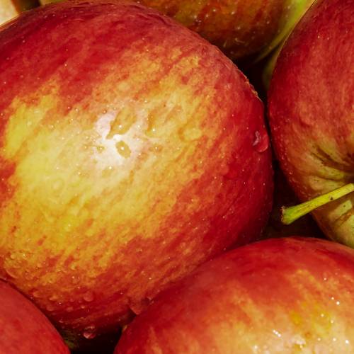 What We’re Cooking With Now: Gala Apples