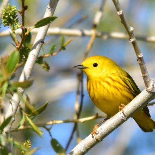 #bioPGH Blog: Yellow Warblers