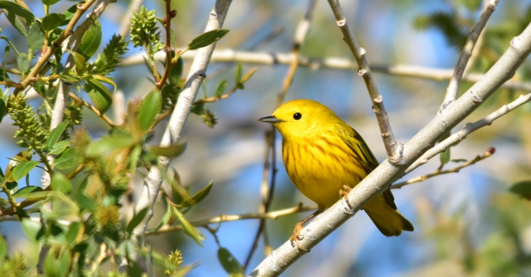 #bioPGH Blog: Yellow Warblers