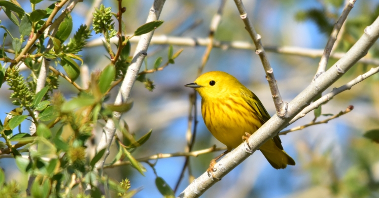 #bioPGH Blog: Yellow Warblers #bioPGH Blog: Yellow Warblers