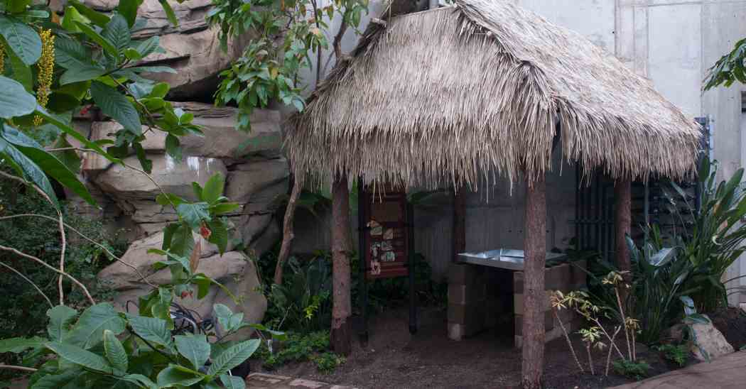 Tropical Forest: Headwaters of the Amazon