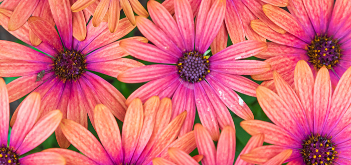 Peek Behind the Petals Peek Behind the Petals