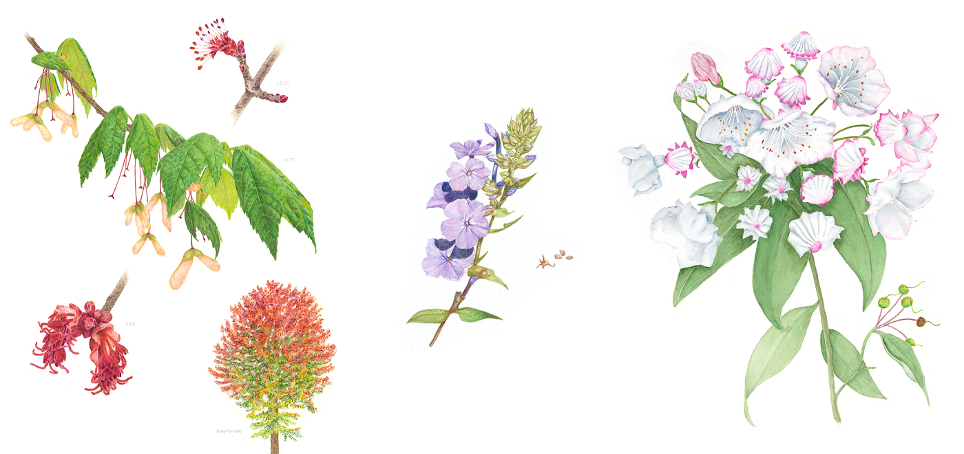 Magnified Portraits of Southwestern PA Native Plants Phipps