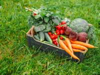 Homegrown Classes