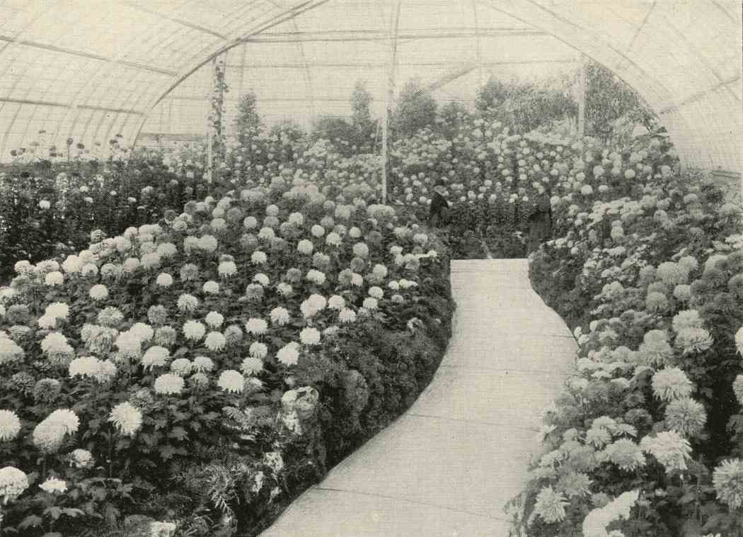 Fall Flower Show 1897