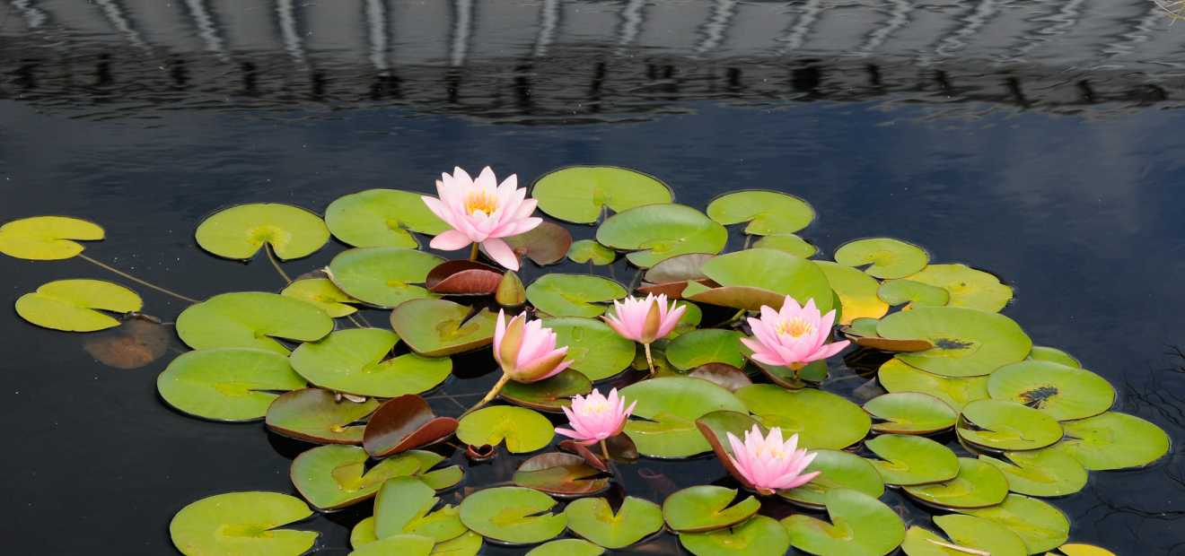 What plants for aquaponics Aquaponics Farming Market Expected to Grow faster according new Research Report by 2030
