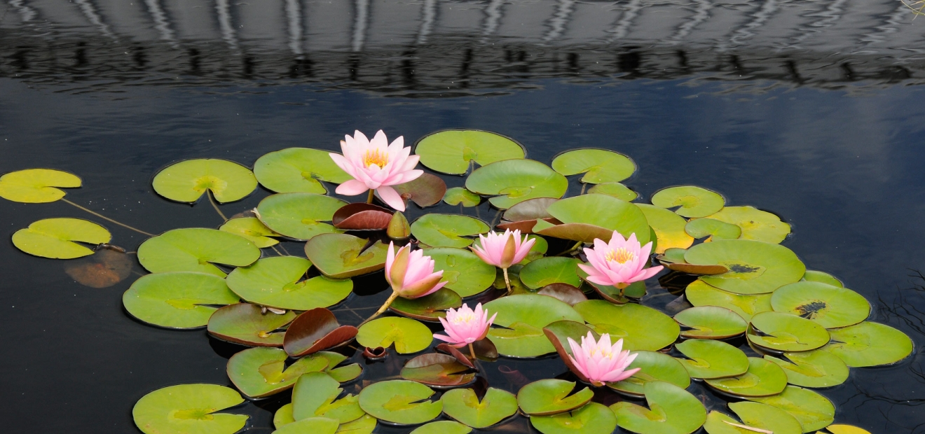 Aquatic Gardens | Phipps Conservatory and Botanical Gardens | Pittsburgh PA